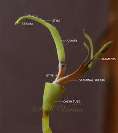  Pistil and Stamens